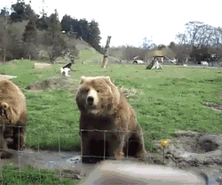 tumblr_mh3eotlKt61reu1swo1_250.gif