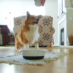 tumblr_mjxtxgXPJ81qblec2o2_250.gif