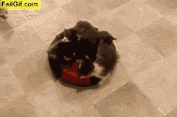 tumblr_mna4j7pm841qk8wp9o1_250.gif