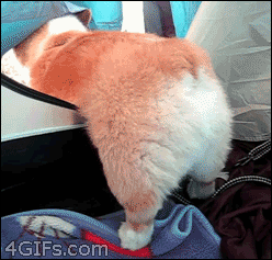 tumblr_mo1ydtxFui1qdlh1io1_250.gif