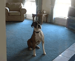 tumblr_mopmayUILx1sqahw0o1_250.gif