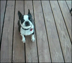 tumblr_mqxxqjSjk41qdlh1io1_r1_250.gif