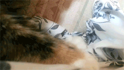 tumblr_msgk4kw41i1qcuspso1_250.gif