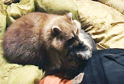tumblr_mv9wqq1AVA1s1efqyo1_250.gif