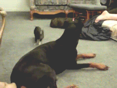 tumblr_mxo8xfVg681rd5ytuo2_400.gif tumblr_mxo8xfVg681rd5ytuo2_400.gif