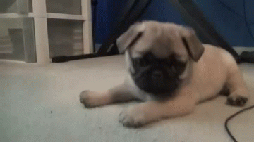 tumblr_my1btrMlLq1smdot9o1_400.gif