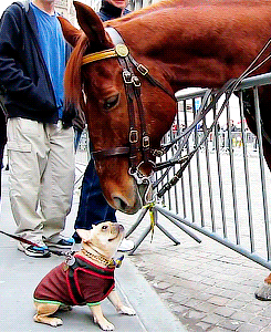 tumblr_mz7dlzDxt61s8kxvlo4_r1_250.gif