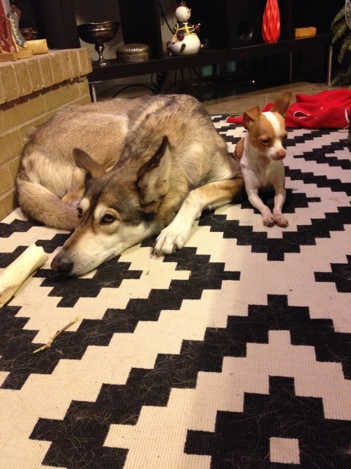 tumblr_n06tb5hnTB1ri9b3no1_500.jpg tumblr_n06tb5hnTB1ri9b3no1_500.jpg