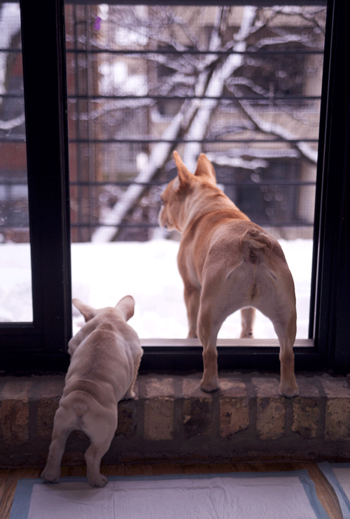 tumblr_n0fuhbv3951qzvpq6o1_500.gif tumblr_n0fuhbv3951qzvpq6o1_500.gif