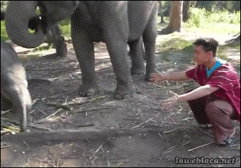 tumblr_n205y75FXS1s02vreo1_400.gif