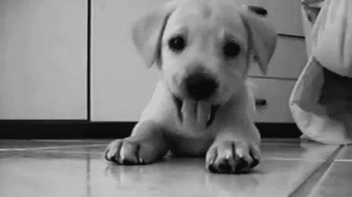tumblr_n4dk3sGSV01ssm62zo1_500.gif