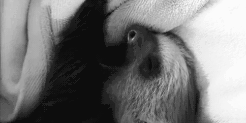 tumblr_n4gcxxdjp71so67mao1_500-1.gif