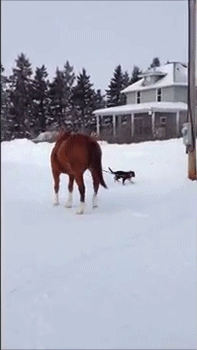 tumblr_n5tgoaQEGa1rc7zl1o3_250.gif