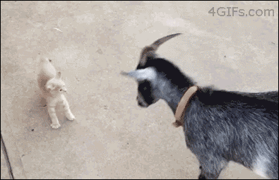tumblr_n5zo3lwVOK1s8ln91o1_400.gif