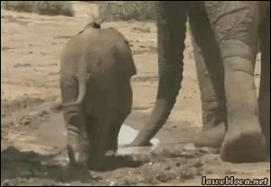 tumblr_n60boxOSgd1s02vreo1_400.gif