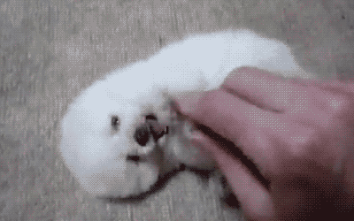 tumblr_n6fxo1yv7G1t5l83qo1_400.gif