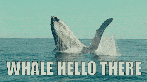 tumblr_n79h60HLJv1tpgp6eo1_500.gif