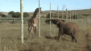 tumblr_n7c25rMIy11twznkvo1_400.gif