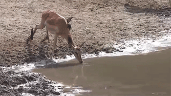 tumblr_nahx9o0y9o1rc7zl1o2_400.gif