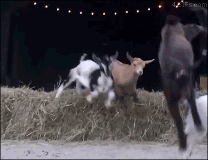 tumblr_nbyn6vLetn1s8ln91o1_500.gif