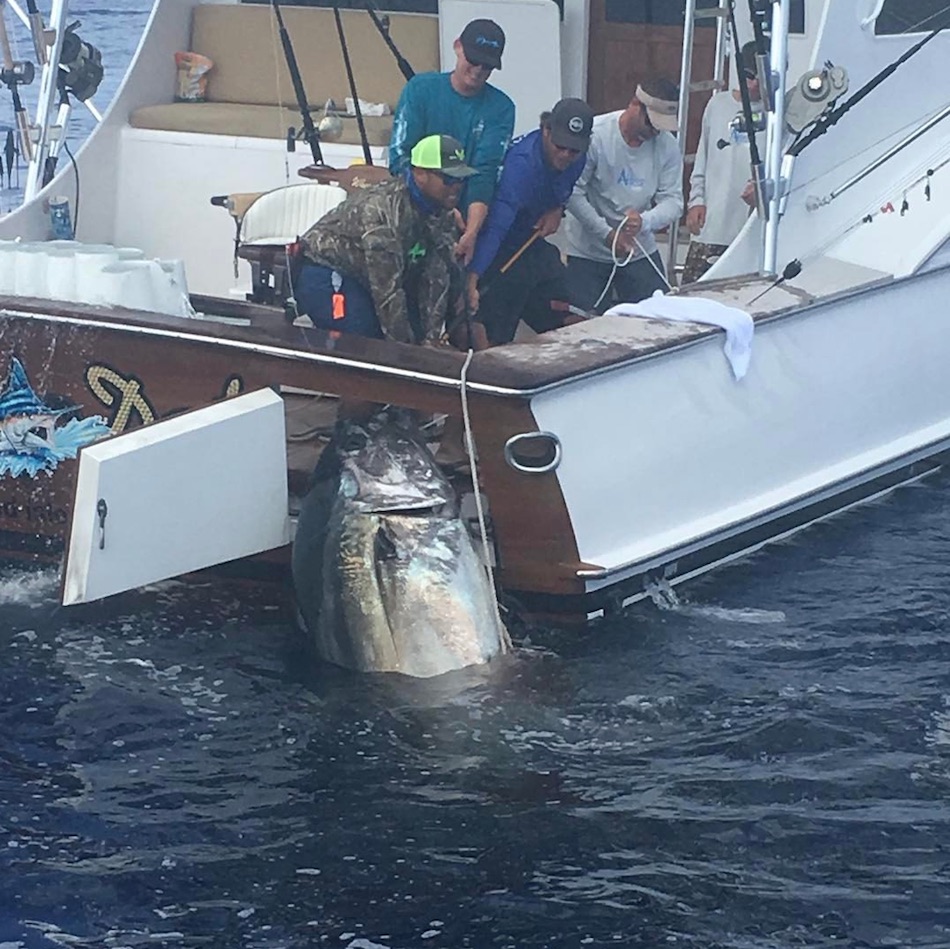 tuna-2.jpg