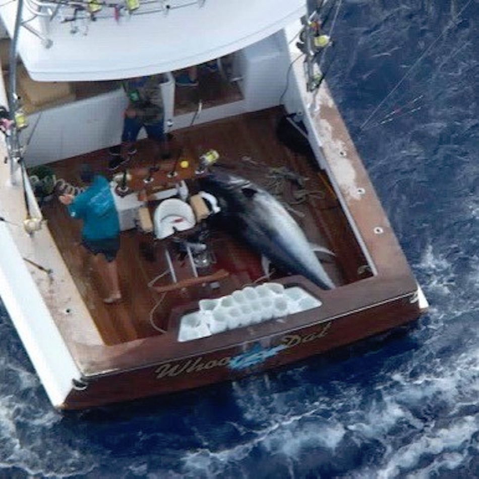 tuna-3.jpg