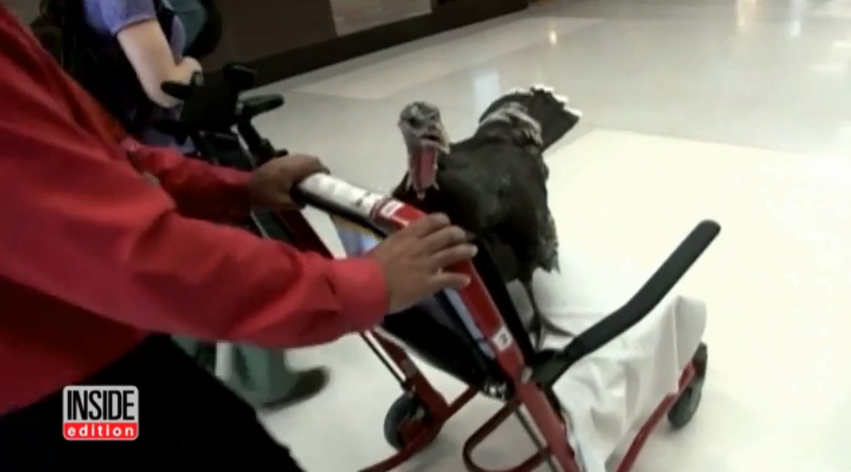 turkey-b.jpg