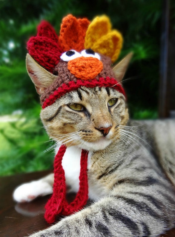 turkey-cat-2.jpg