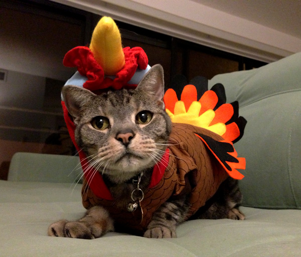 turkey-cat-4.jpg