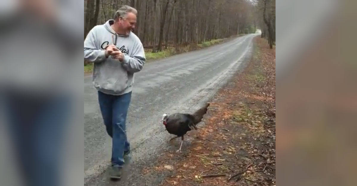 turkey chase