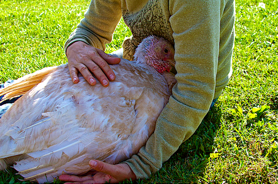 turkey.png