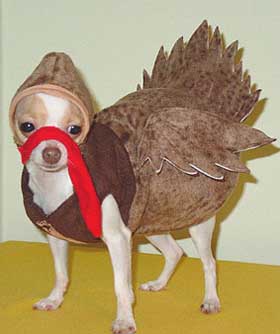 turkeydog.jpg