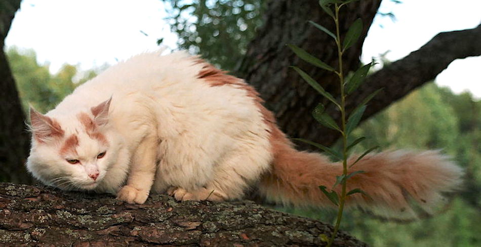 turkish-van.jpg