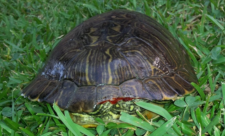 turtle-2.jpg