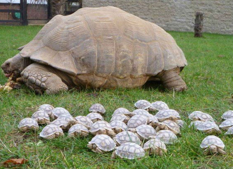 turtle-9.jpg