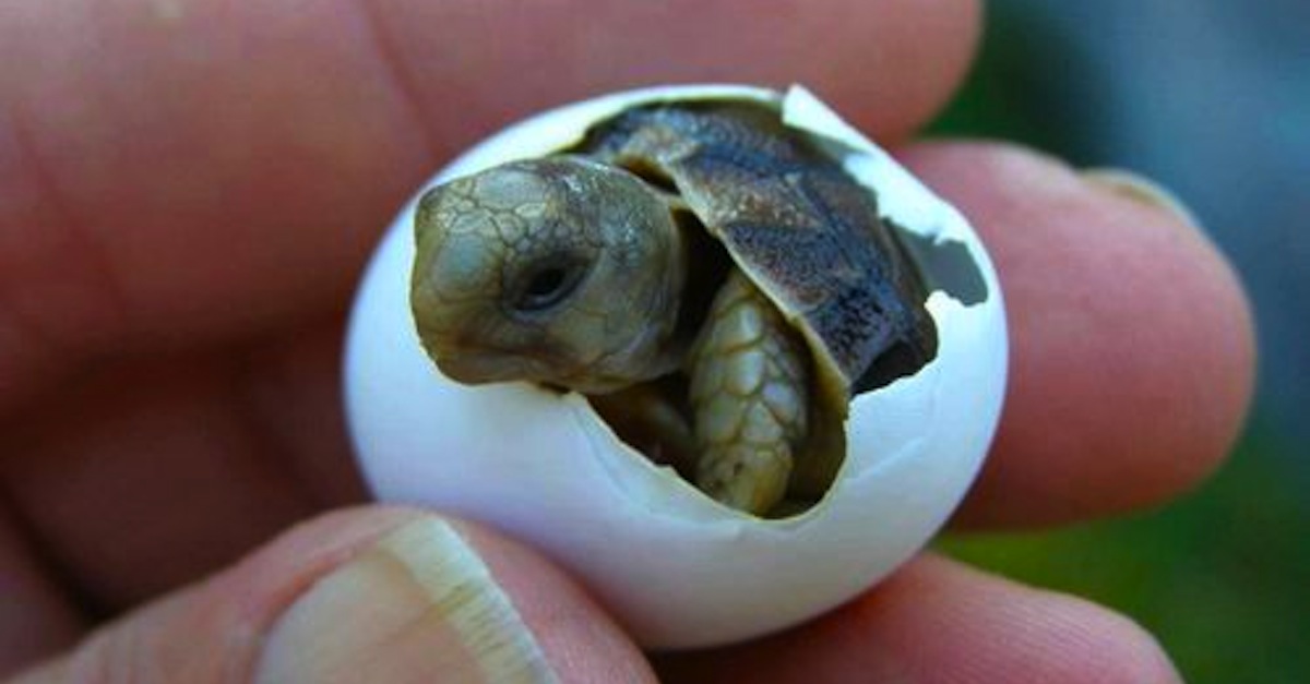 turtle-hatching