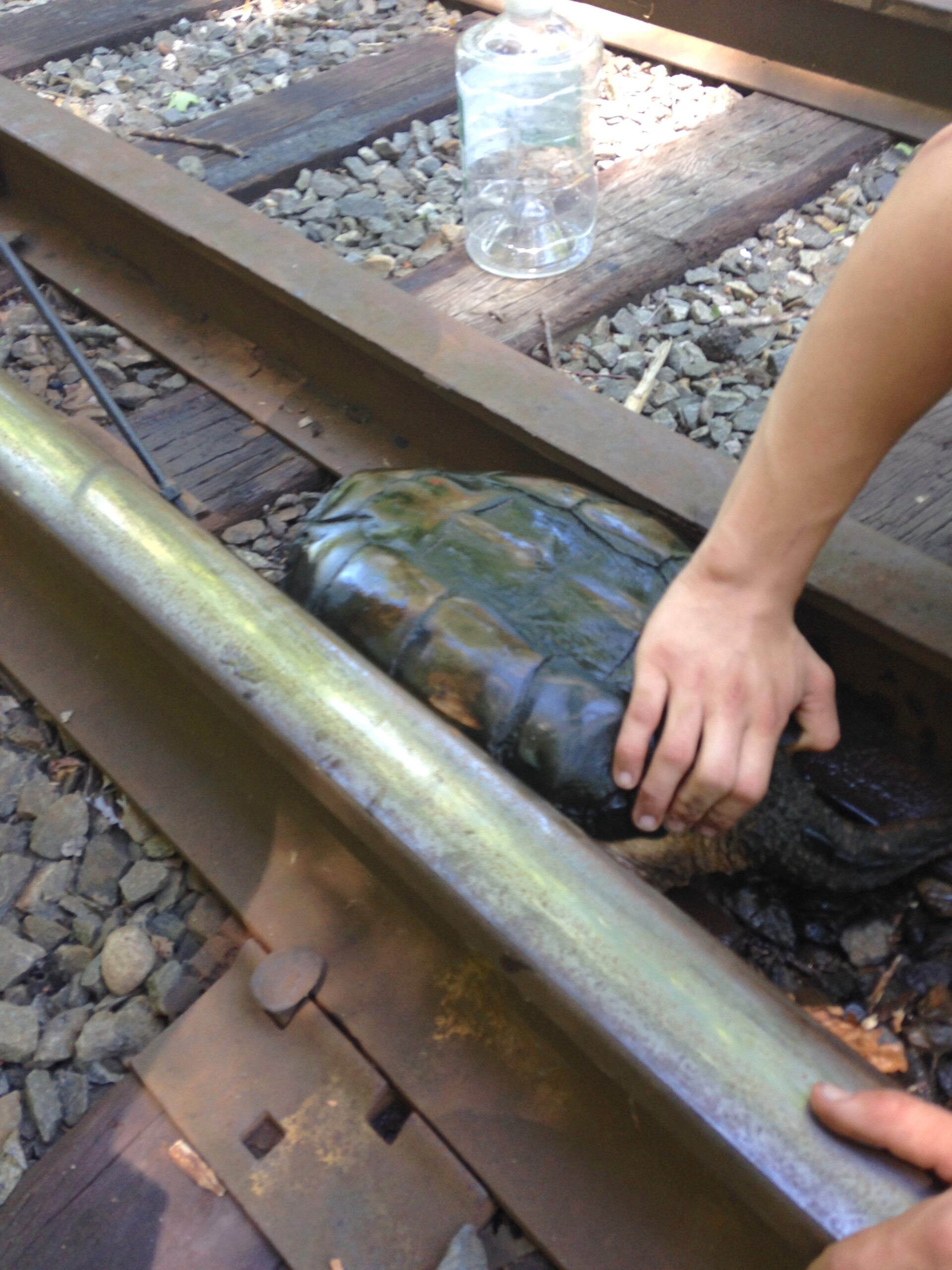 turtlerescue_b.jpg