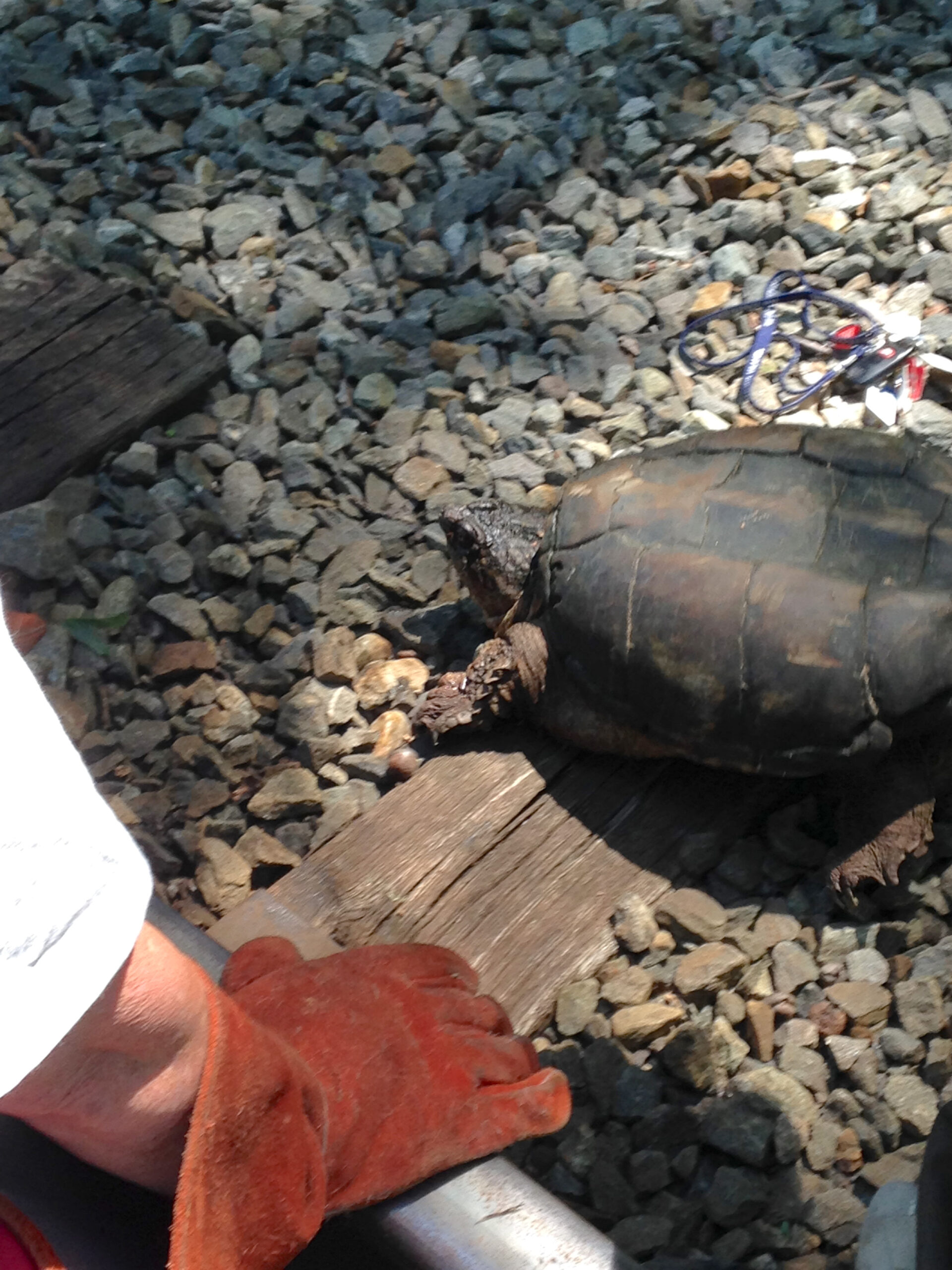 turtlerescue_e.jpg