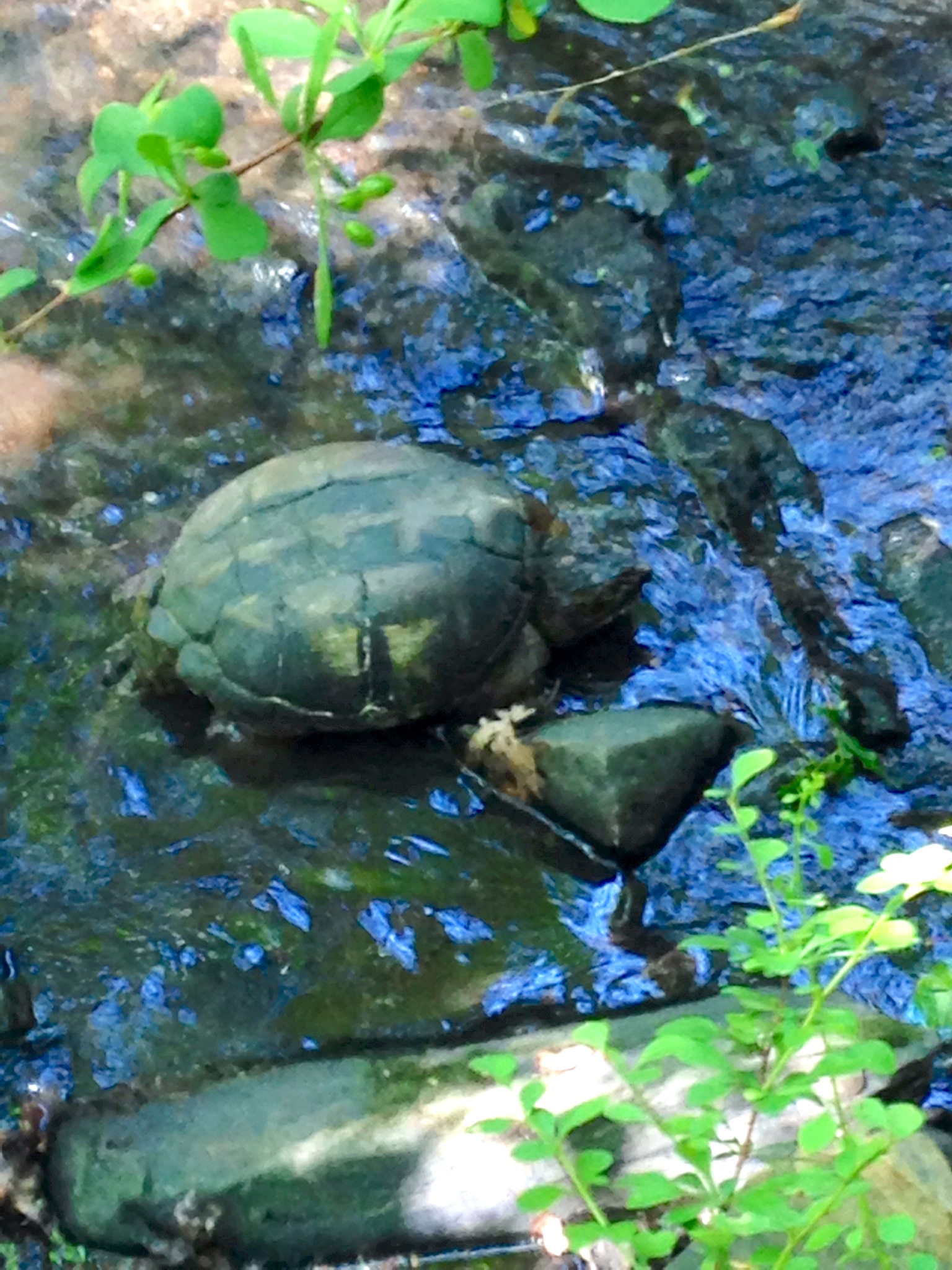 turtlerescue_f.jpg
