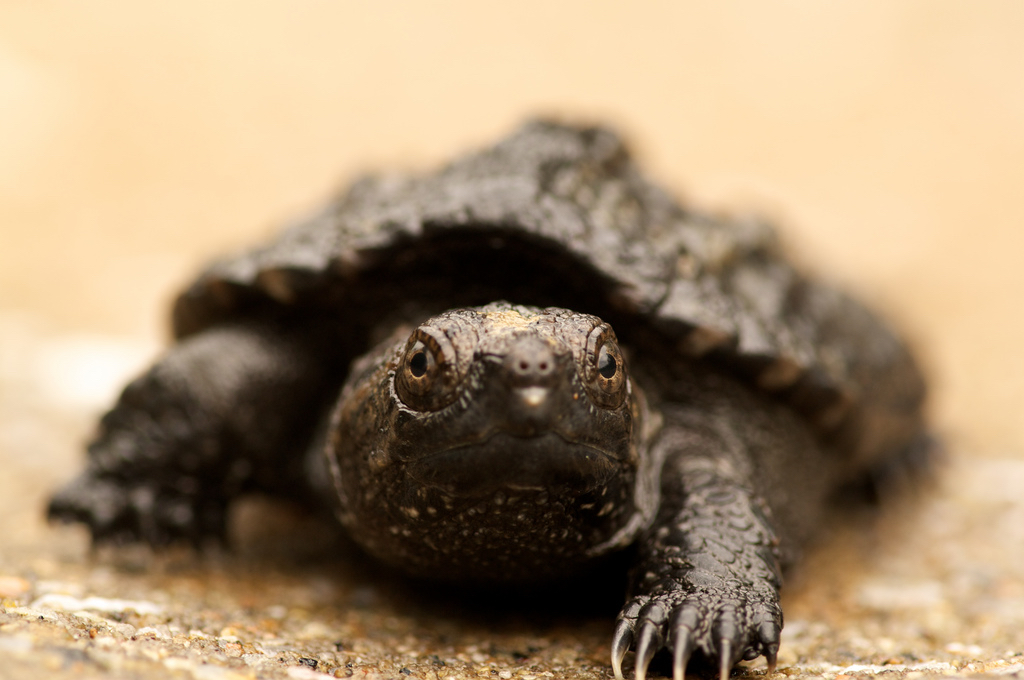turtlerescue_g.jpg
