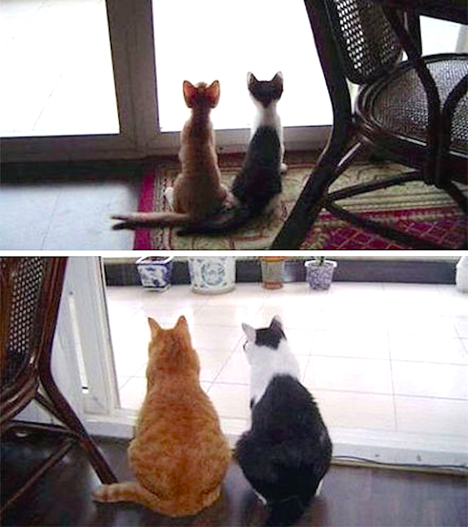 two-cats-animal-friends.jpg