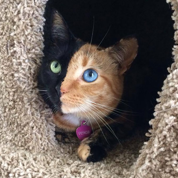 two-faced-chimera-cat-venus-60.jpg