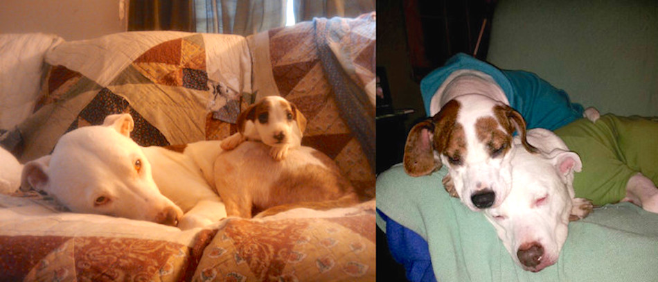 two-puppies-napping-then-and-now-wearing-shirts.jpg
