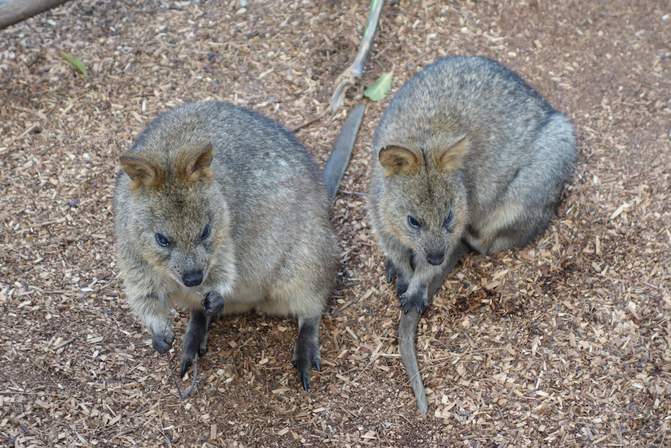 two-quokkas.jpg