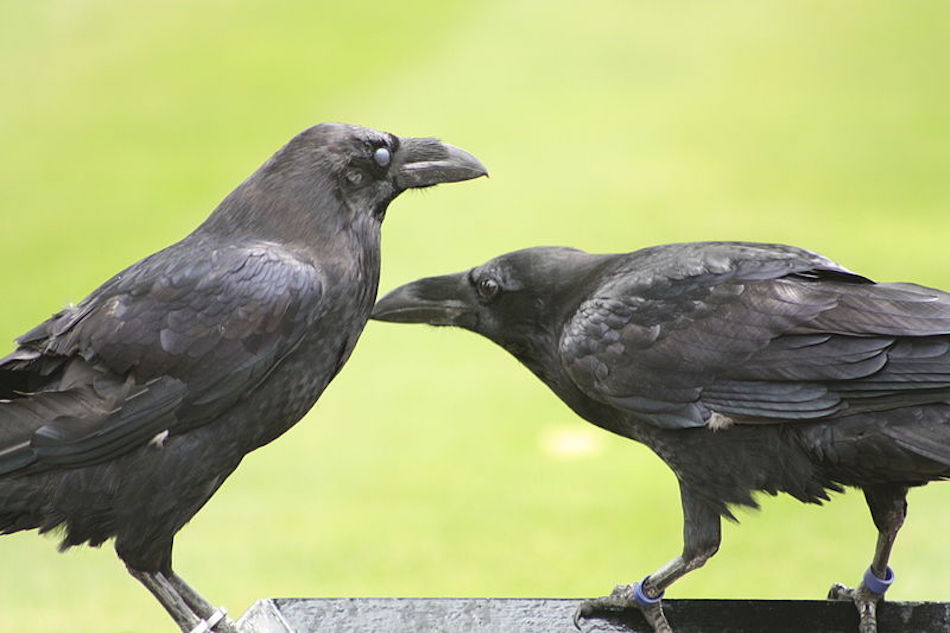 two-ravens.jpg