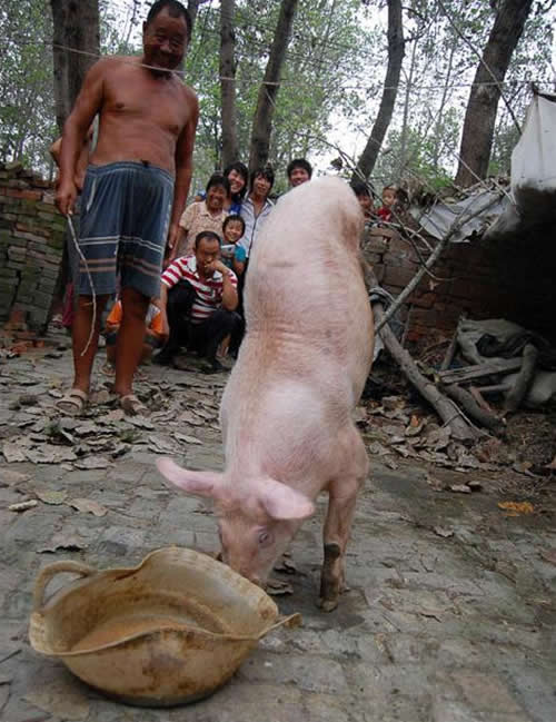 twoleggedpig.jpg