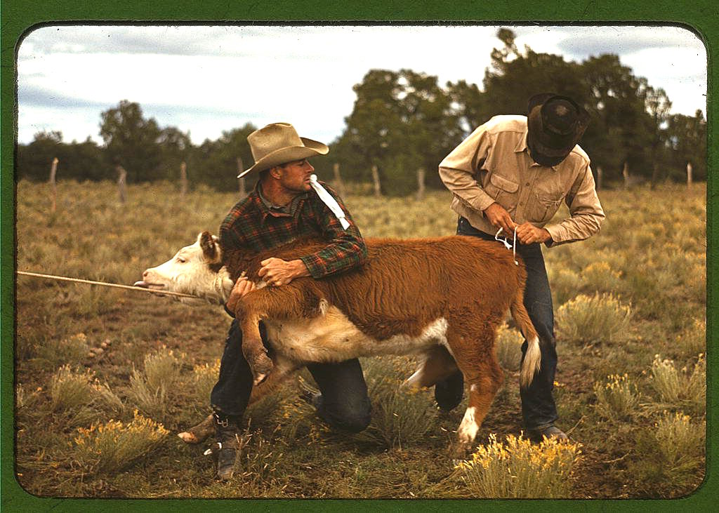 tying-a-ribbon-on-a-calfs-tail-was-one-of-the-feature-attractions-at-the-rodeo-at-the-pie-town-new-mexico-fair-in-late-1940.jpg