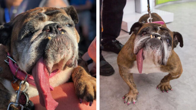 ugliest dog