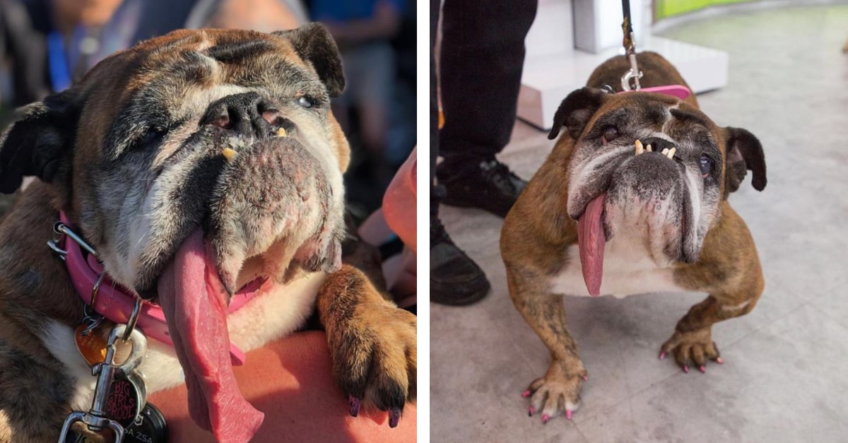 ugliest dog