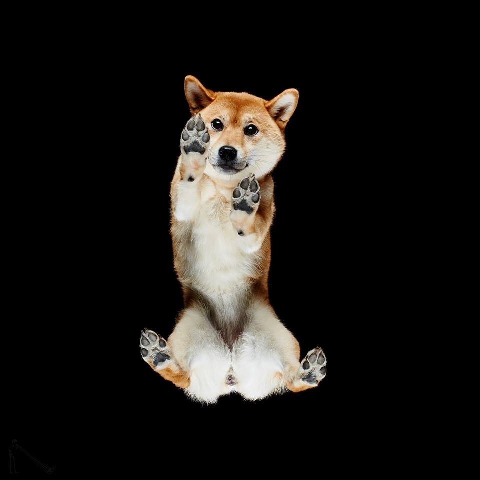 undershibe.jpg